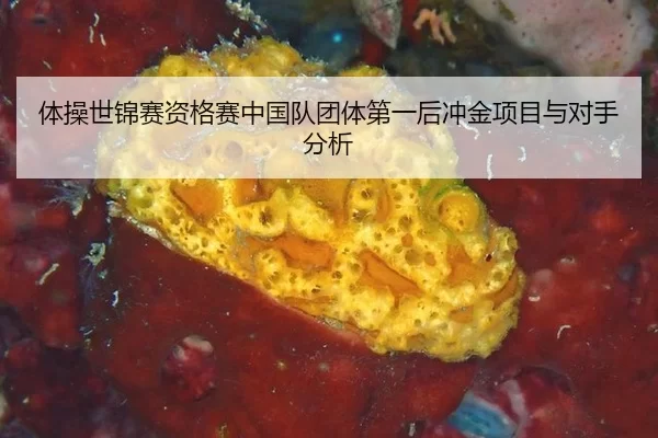 ti-cao-shi-jin-sai-zi-ge-sai-zhong-guo-dui-tuan-ti-di-yi-hou-chong-jin-xiang-mu-yu-dui-shou-fen-xi-2-317.jpg
